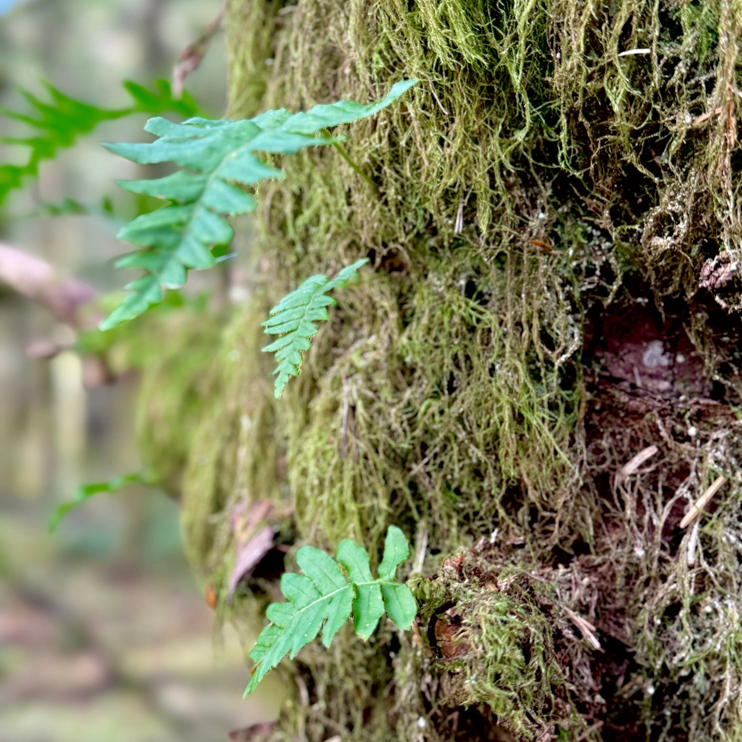 The Resilient One - Licorice Fern Pendant