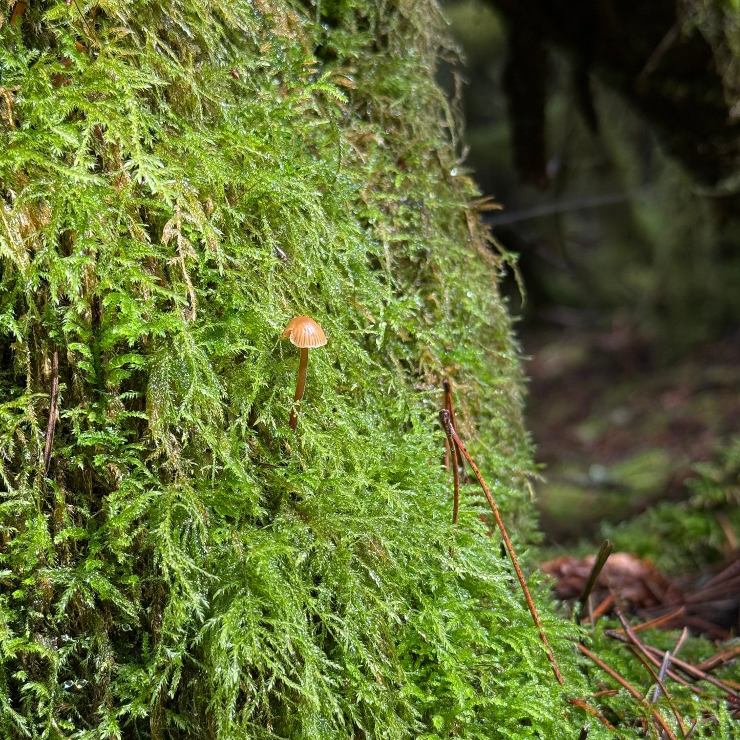 Oregon Coast Glittering Wood Moss Pendant