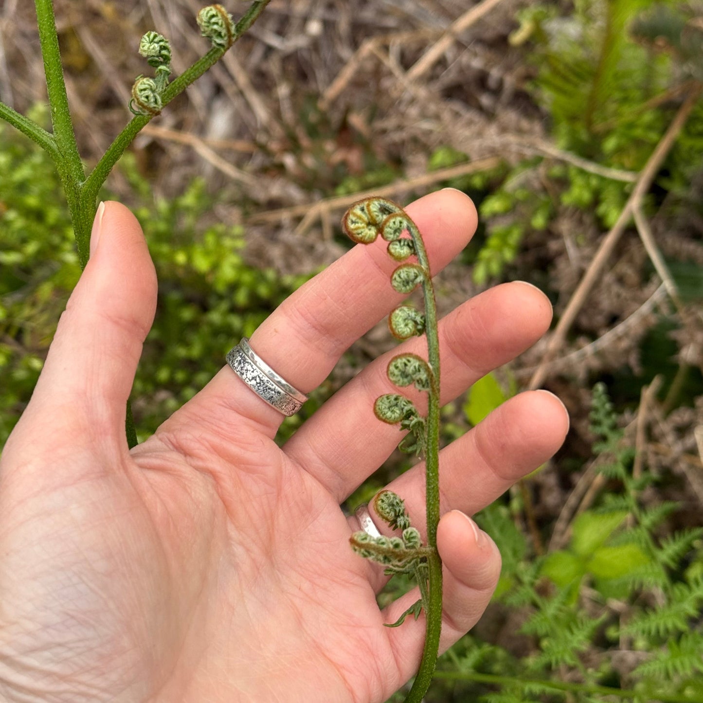 Hand holding a young fern frond with blurred natural background