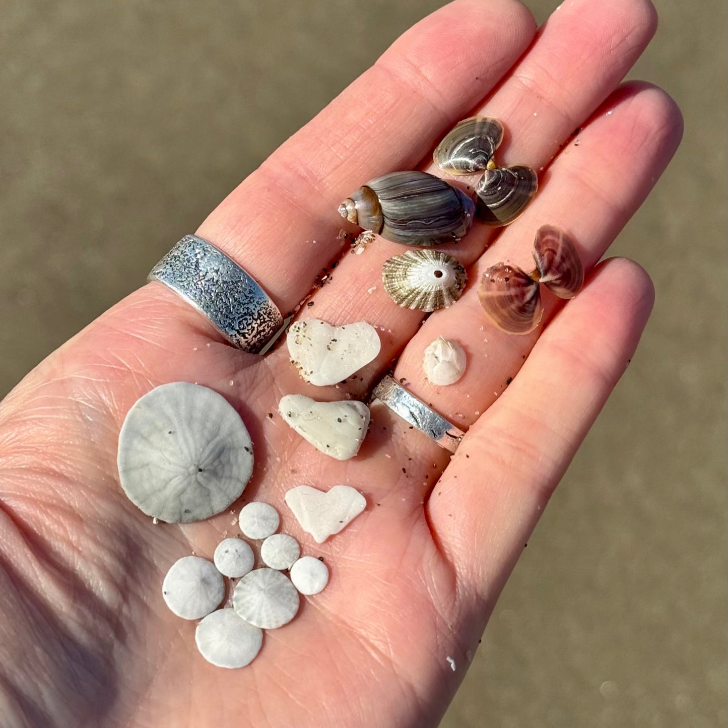 Oregon Coast Sand Dollar Studs