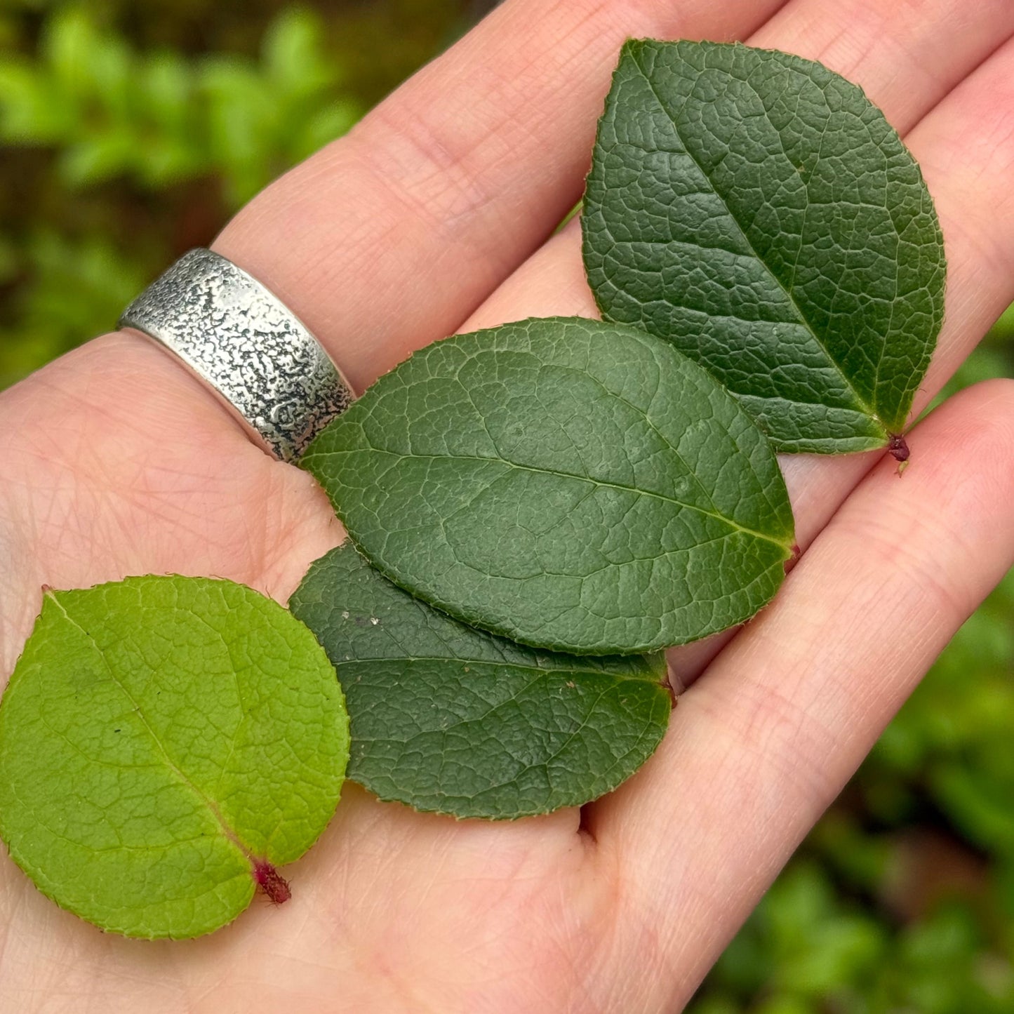 Oregon Coast Salal Leaf Pendant