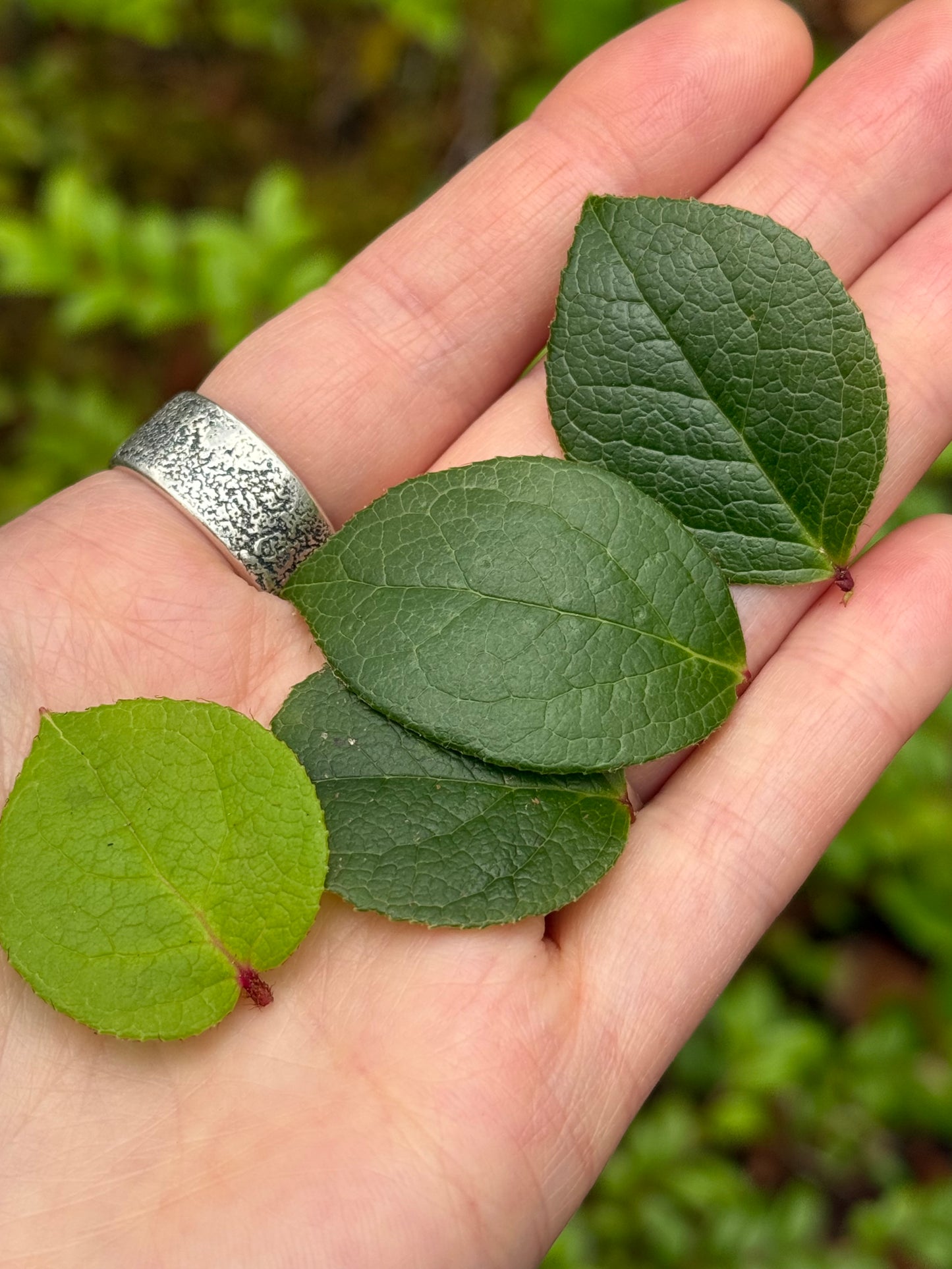 Oregon Coast Salal Leaf Pendant with Handmade Chain