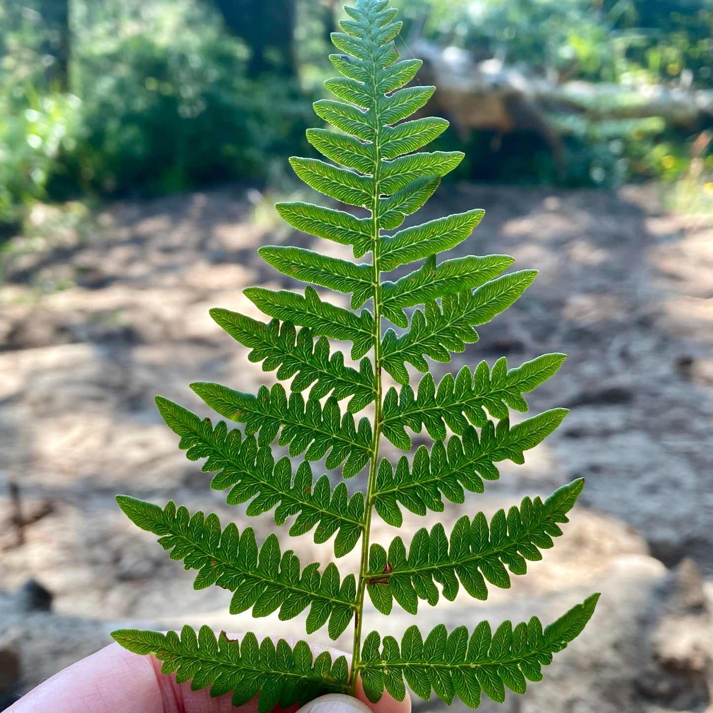 Oregon Lady Fern Post Dangles