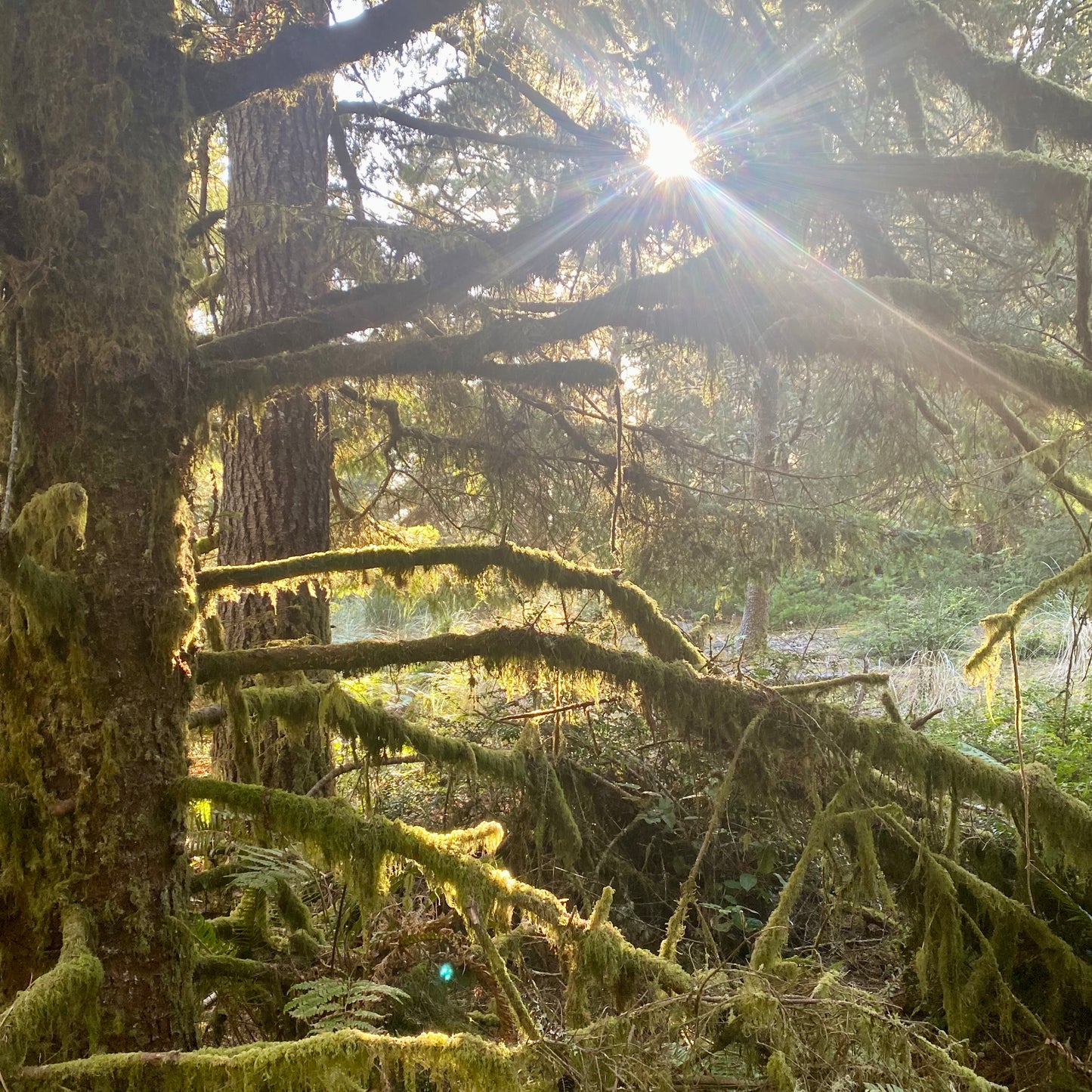 Forest Light Oregon Lady Fern Saddle Ring