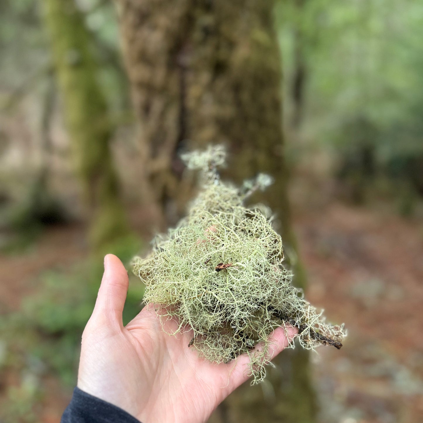 Hand holding a piece of lichen in front of a tree in a forest setting