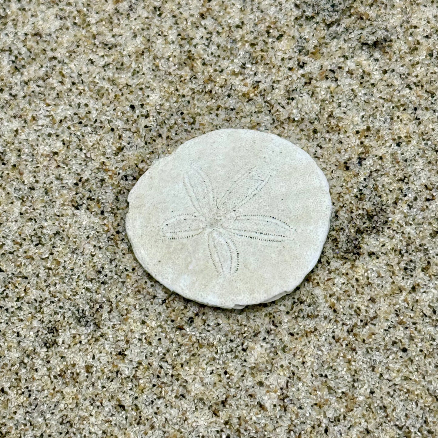 She Holds the Tide – Oregon Coast Sand Dollar Pendant
